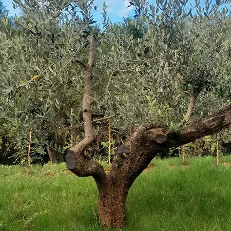 וילה Silence *